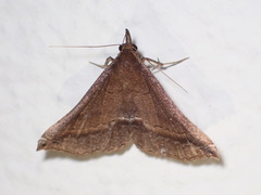 Salia semiothisa