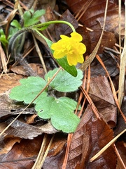 Ranunculus hispidus