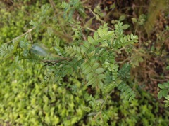 Zanthoxylum fagara