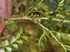 Zanthoxylum fagara