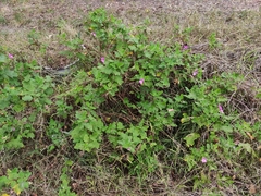 Pelargonium panduriforme