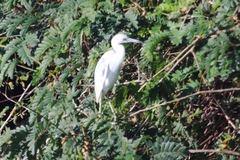 Egretta caerulea