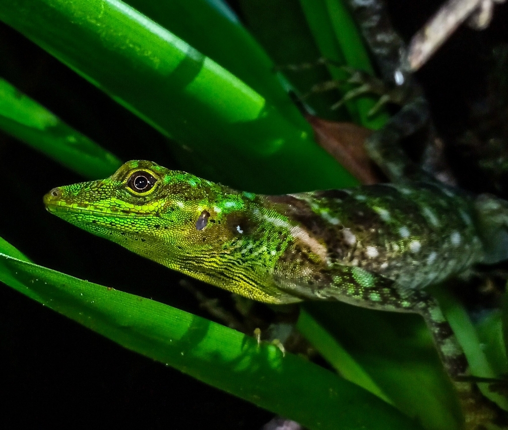 Anori Anole