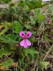 Pelargonium panduriforme