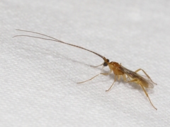 Meteorinae