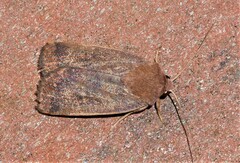 Proteuxoa porphyrescens