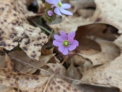 Thalictrum thalictroides
