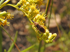 Cosmoclopius pallidus
