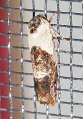 Hypertropha chlaenota