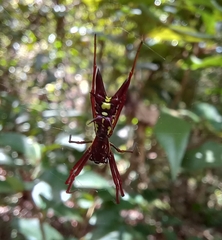 Micrathena spinosa