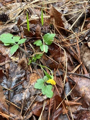 Ranunculus hispidus