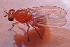 Camptoprosopella slossonae
