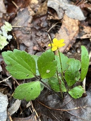 Ranunculus hispidus