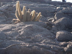 Brachycereus nesioticus