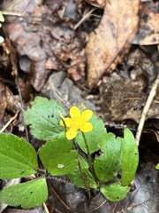 Ranunculus hispidus