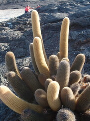 Brachycereus nesioticus