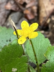 Ranunculus hispidus