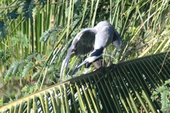 Nycticorax nycticorax