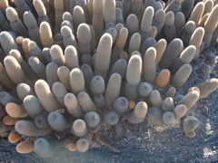 Brachycereus nesioticus
