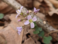 Cardamine douglassii