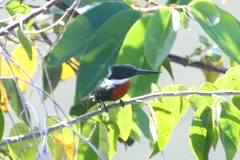 Chloroceryle amazona