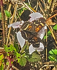Anthanassa texana seminole