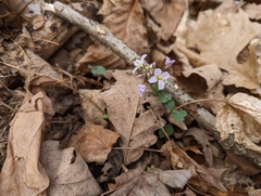 Cardamine douglassii