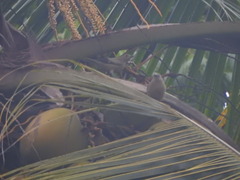 Thraupis palmarum