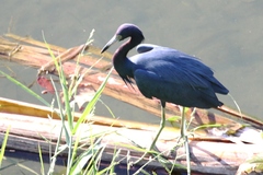Egretta caerulea