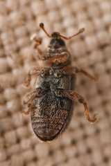 Dorytomus hystricula