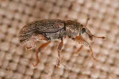 Dorytomus hystricula