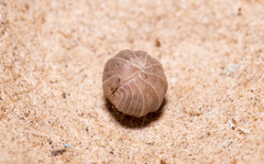 Venezillo microphthalmus