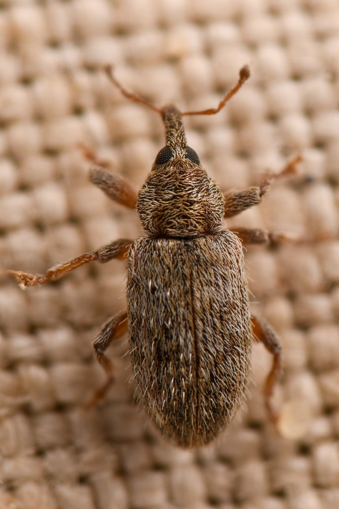 Dorytomus hystricula