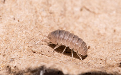 Venezillo microphthalmus