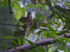 Phaethornis longirostris