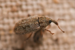 Dorytomus hystricula