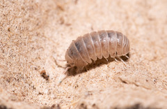 Venezillo microphthalmus