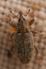 Dorytomus hystricula