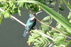 Chloroceryle amazona