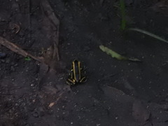 Dendrobates truncatus