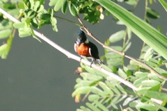 Chloroceryle amazona