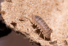 Venezillo microphthalmus