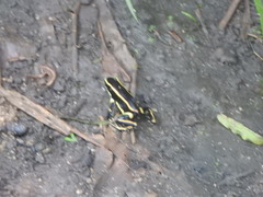 Dendrobates truncatus