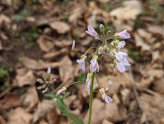 Cardamine douglassii
