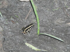 Dendrobates truncatus