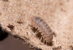 Venezillo microphthalmus