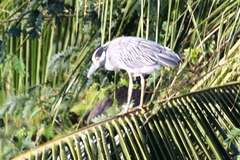 Nycticorax nycticorax