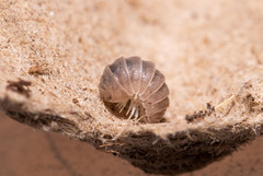 Venezillo microphthalmus