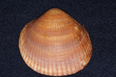 Glycymeris glycymeris