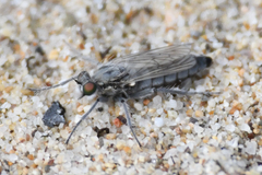 Lasiopogon littoris